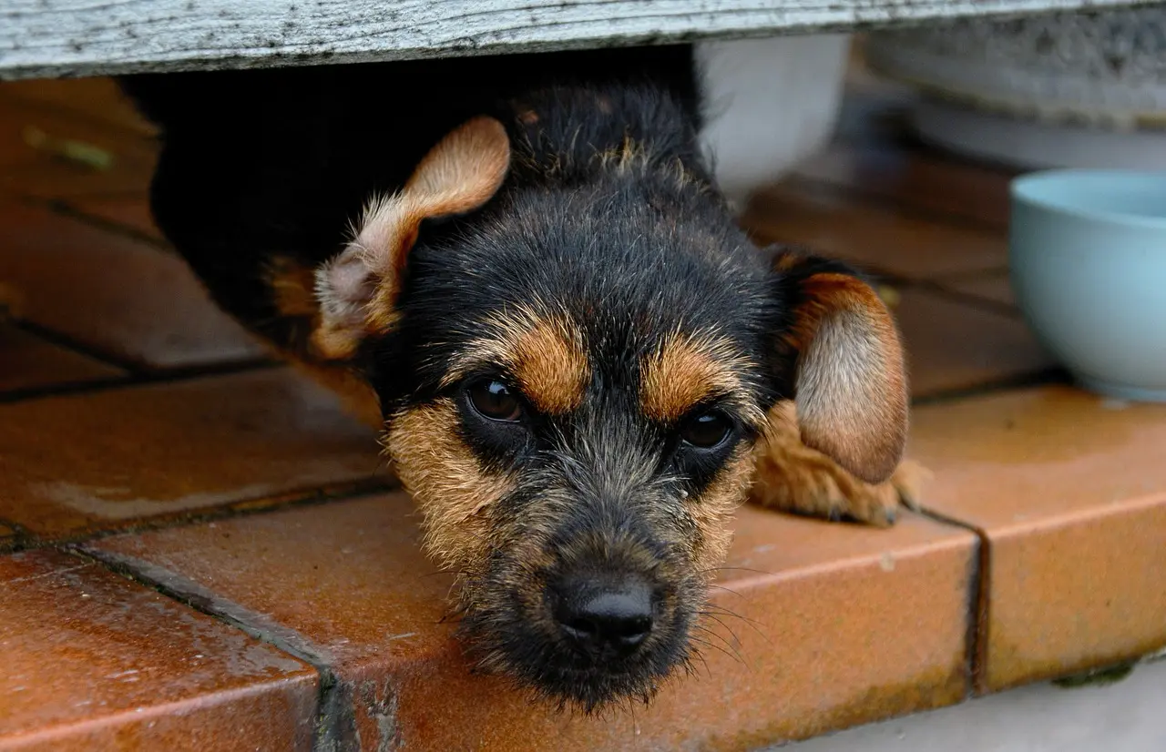 Erfolgreiche Hilfe für Straßenhunde